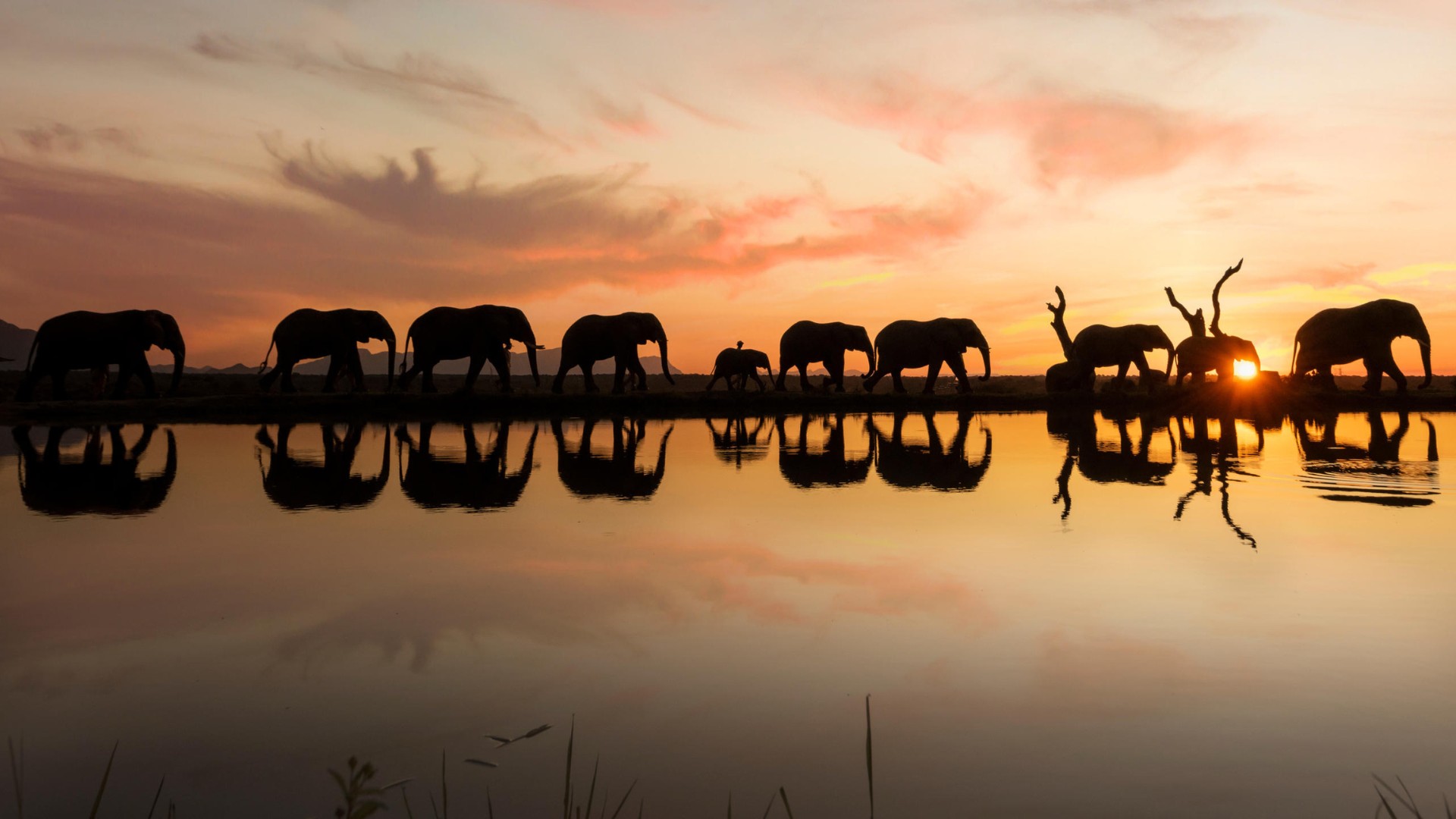 Elephants at sunset in Africa