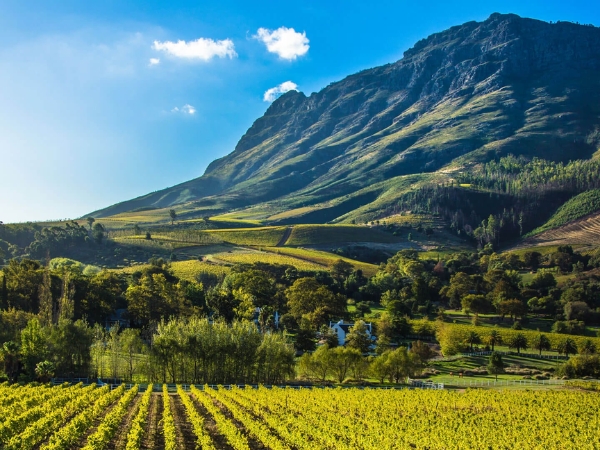 The Adventurous Grape Escape